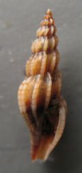 Mangelia attenuata